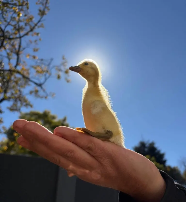 A fluffy yellow duckling standing on an open hand against a blue sky