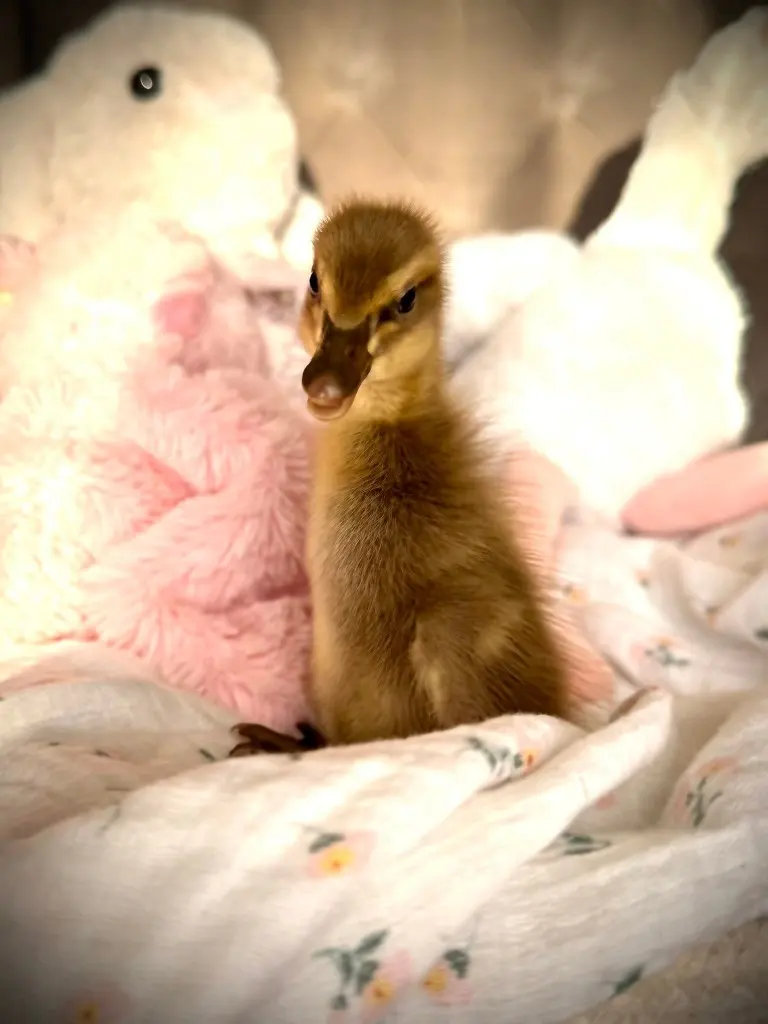 A brown Indian Runner duckling standing among soft toys