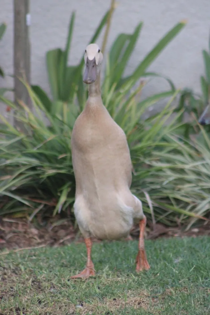 A fawn Indian Runner duck striding straight towards the camera