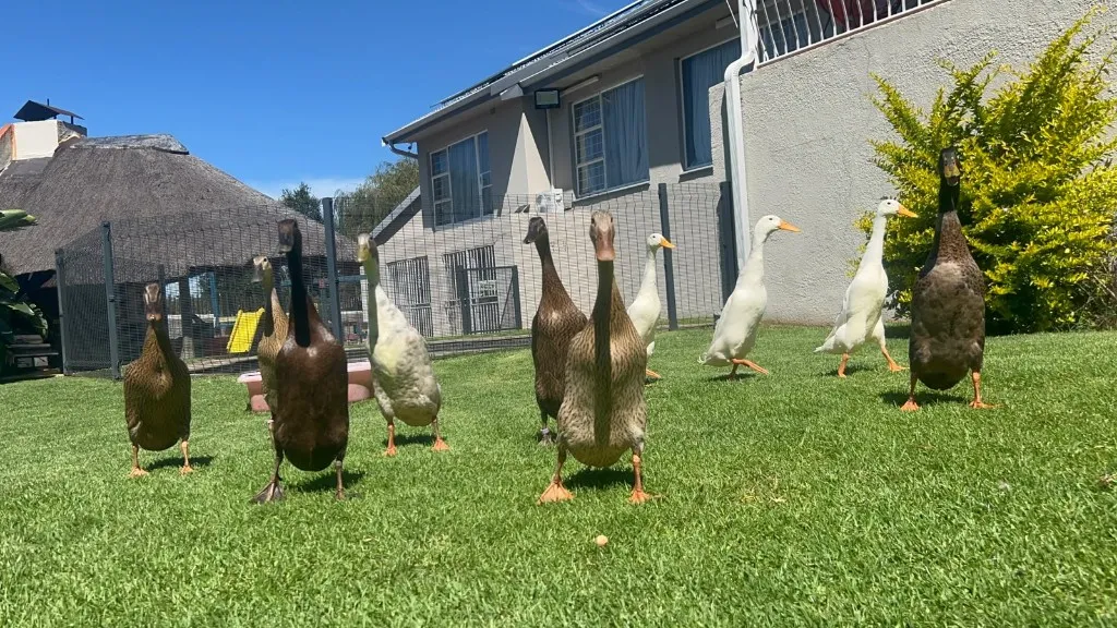 The whole flock of Indian Runners marching across the lawn towards the camera