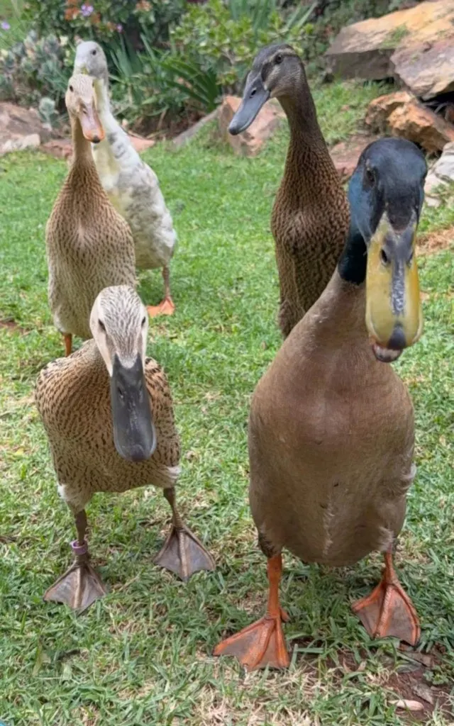 A row of Indian Runner ducks walking towards the camera on the lawn